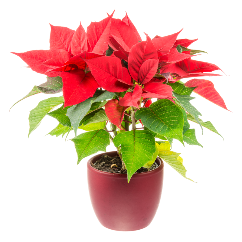 POINSETTIA