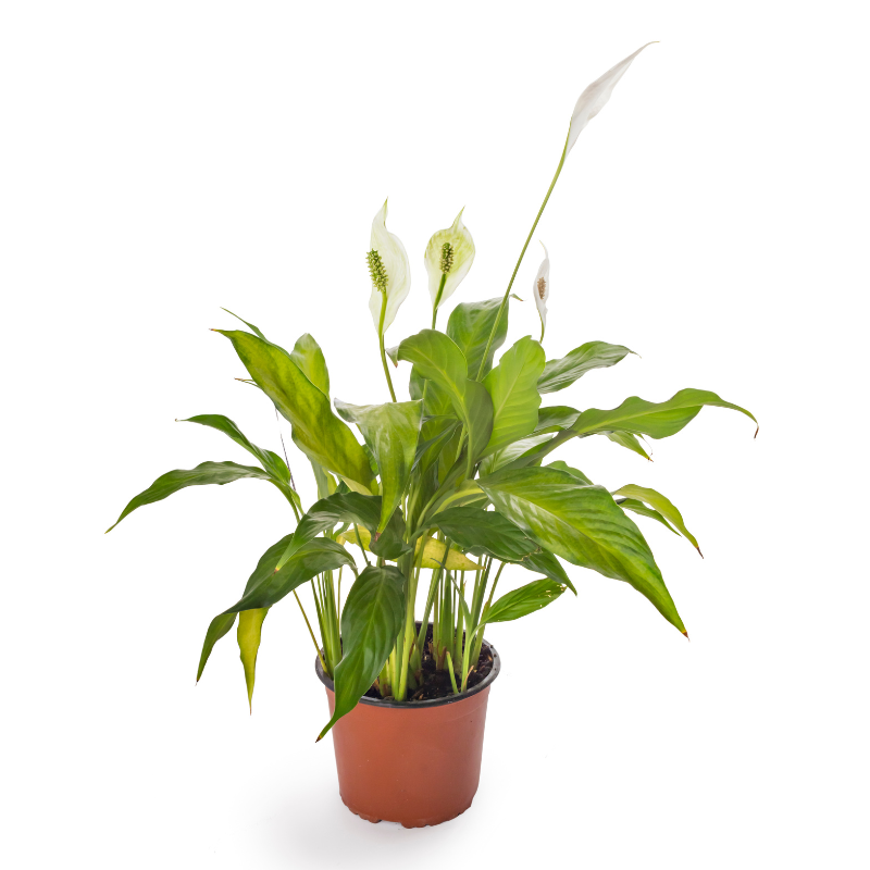 SPATHIPHYLLUM ( Fleur de Lune)